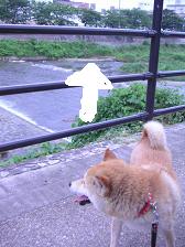 梅雨末期?_c0049950_2012283.jpg