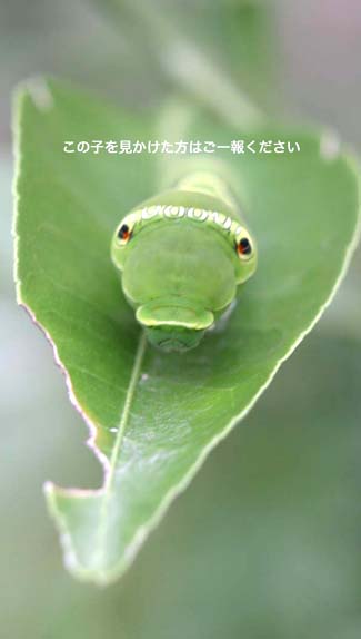 ・・・ WANTED ・・・_e0025661_22191350.jpg