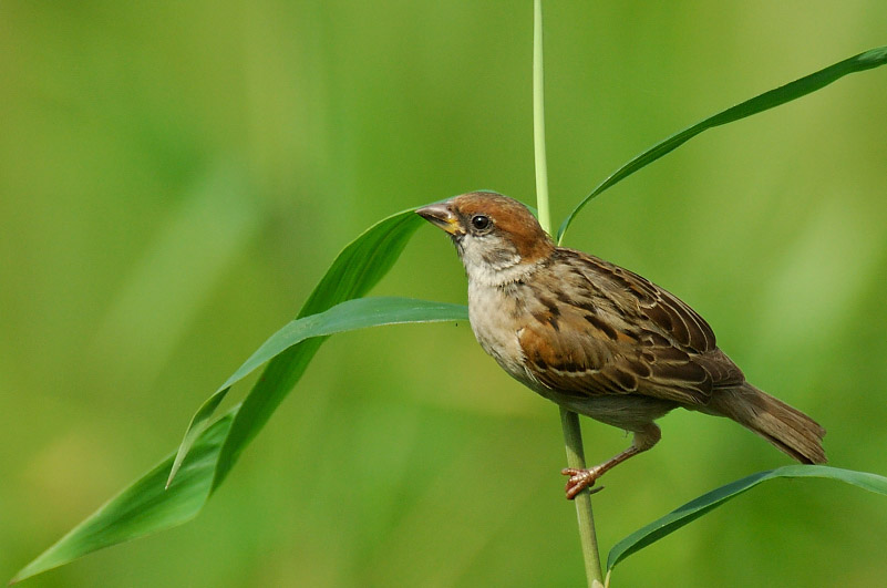 久々の鳥撮り_c0034787_9431724.jpg