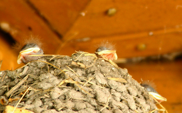 Swallow\'s  Chick　05.07.13_c0032494_8262151.jpg