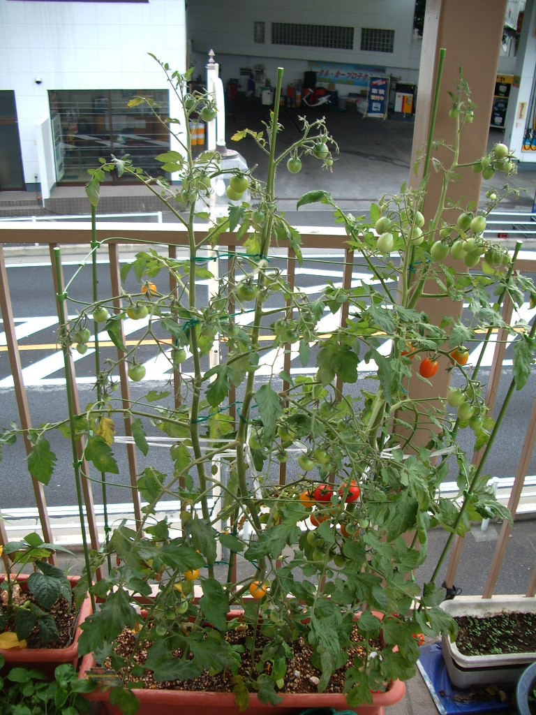 d0042600_156404.jpg