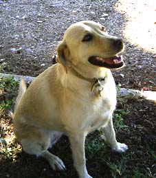 盲導犬ティナ_d0062721_23291098.jpg
