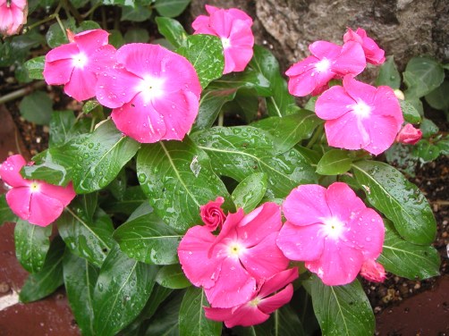 小雨の中でひっそりと咲く花達_b0033423_14564080.jpg