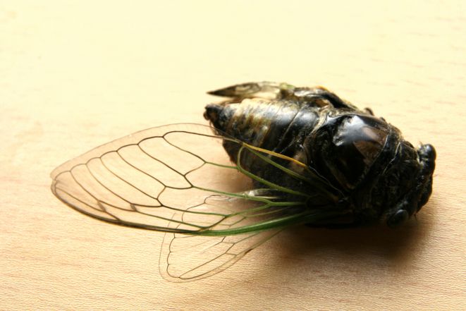 道楽　クマゼミ クマゼミ(オス)のぬいぐるみ | iichi 日々の暮らしを心地よく