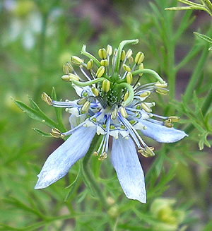 ニオイクロタネソウ Nigella Sativa Tgblog ニオイクロタネソウ Nigella Sativa Tgblog