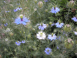 ニオイクロタネソウ　Nigella sativa_d0016347_21331393.jpg