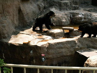 動物園のお仕事「レスキュー編」　_b0024758_1524533.jpg