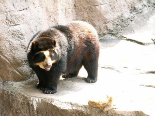 動物園のお仕事「レスキュー編」　_b0024758_1591129.jpg