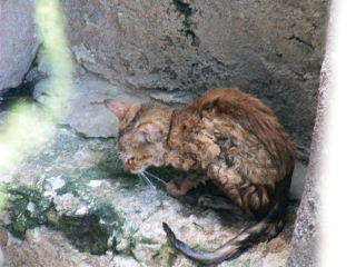 動物園のお仕事「レスキュー編」　続き_b0024758_22381561.jpg