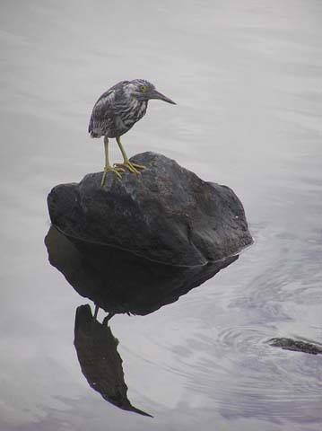 朝の海と人と鳥(ケアンズ）_a0035442_14371818.jpg