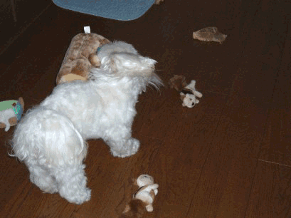 b0060071_131147.gif