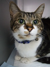 川副獣医の愛猫 ミーちゃん_b0059154_9313881.jpg