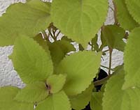 a0020763_22492244.jpg