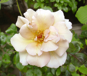 a0001354_16204478.jpg