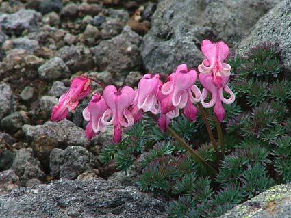 ７月の草花：7月16日大雪の花々（赤岳）_d0069235_203324.jpg