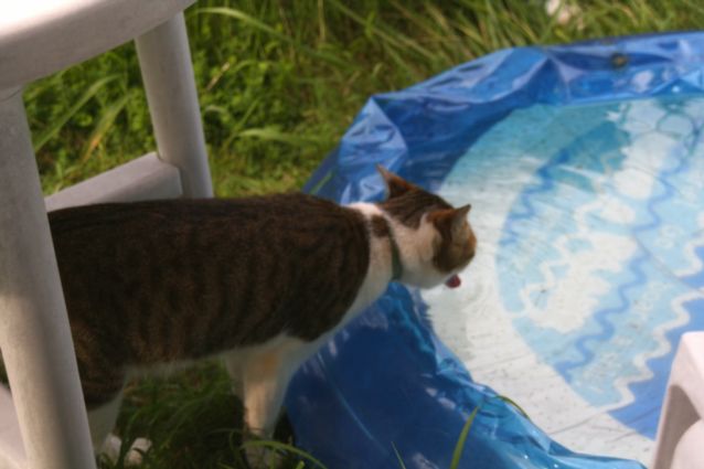 「猫はなぜ，大きな器で水を飲みたがるのか」仮説_b0060239_8272941.jpg