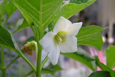 ホオズキ 酸漿 鬼灯 花と実 風に吹かれて