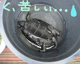 溺れるカメ 発見 月の旅人 美月ココの徒然日記