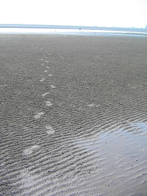 遠浅の浜辺・・・糸ヶ浜海岸_c0001578_11503179.jpg