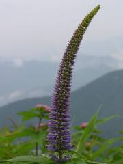 050717　荒島岳　（奥越地域・1523m/福井県）_d0036883_1831257.jpg