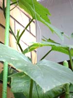 ＊カワイイやつ＊　　2005,7,19_a0030038_2350251.jpg