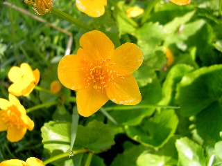 スイス　番外編　〜アルプスの花たち〜_d0044038_13595133.jpg