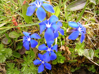 スイス　番外編　〜アルプスの花たち〜_d0044038_1445174.jpg