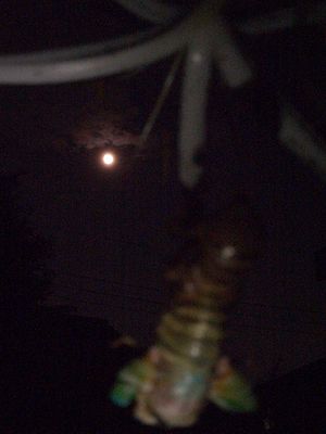 c0024552_148241.jpg