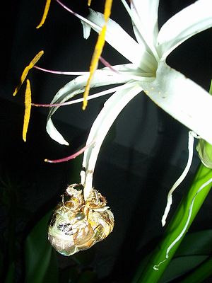 c0024552_1533254.jpg