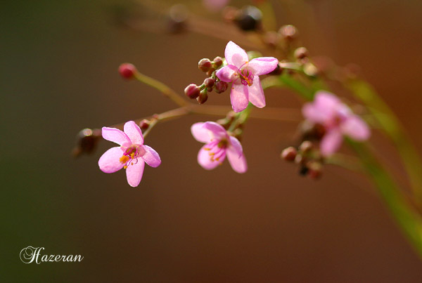 午後３時から咲くお花_d0032553_21332189.jpg