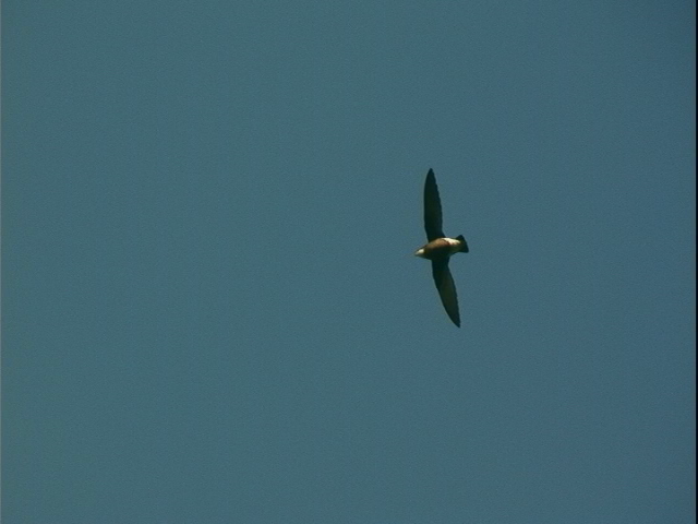 北海道探鳥・探蝶の旅（その３） _d0020180_1618495.jpg