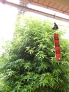 ＊だれに＊　　2005,7,21_a0030038_21114020.jpg