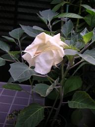 久々、川遊び三昧~♪_c0049950_20533574.jpg