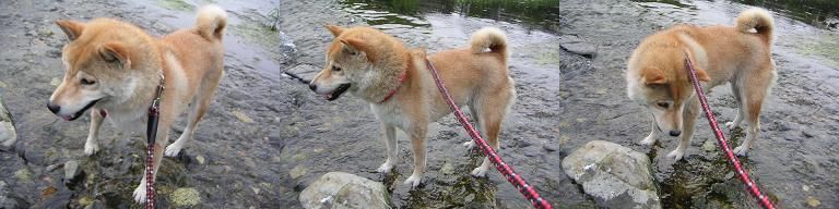 久々、川遊び三昧~♪_c0049950_2113523.jpg