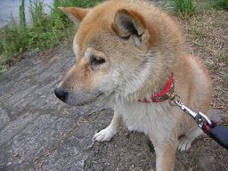 久々、川遊び三昧~♪_c0049950_2122142.jpg