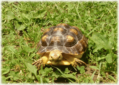 b0055276_115078.gif