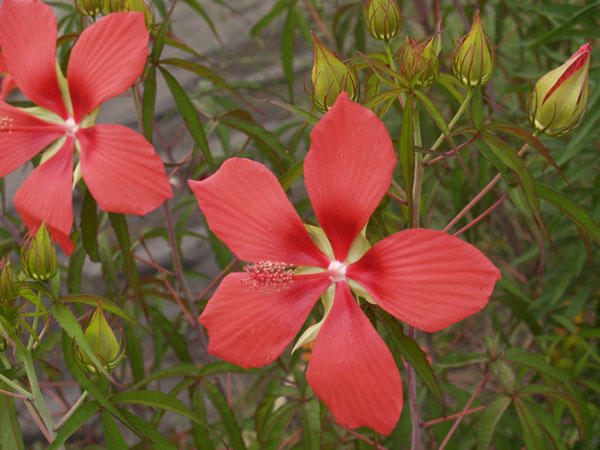 夏の花　二題。_d0068664_21261632.jpg