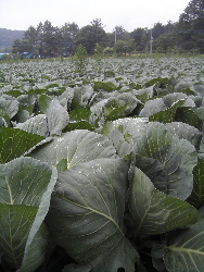 高原のお野菜、ポツポツと。_d0028589_19115241.jpg