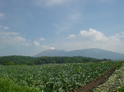 高原のお野菜、ポツポツと。_d0028589_1920475.jpg