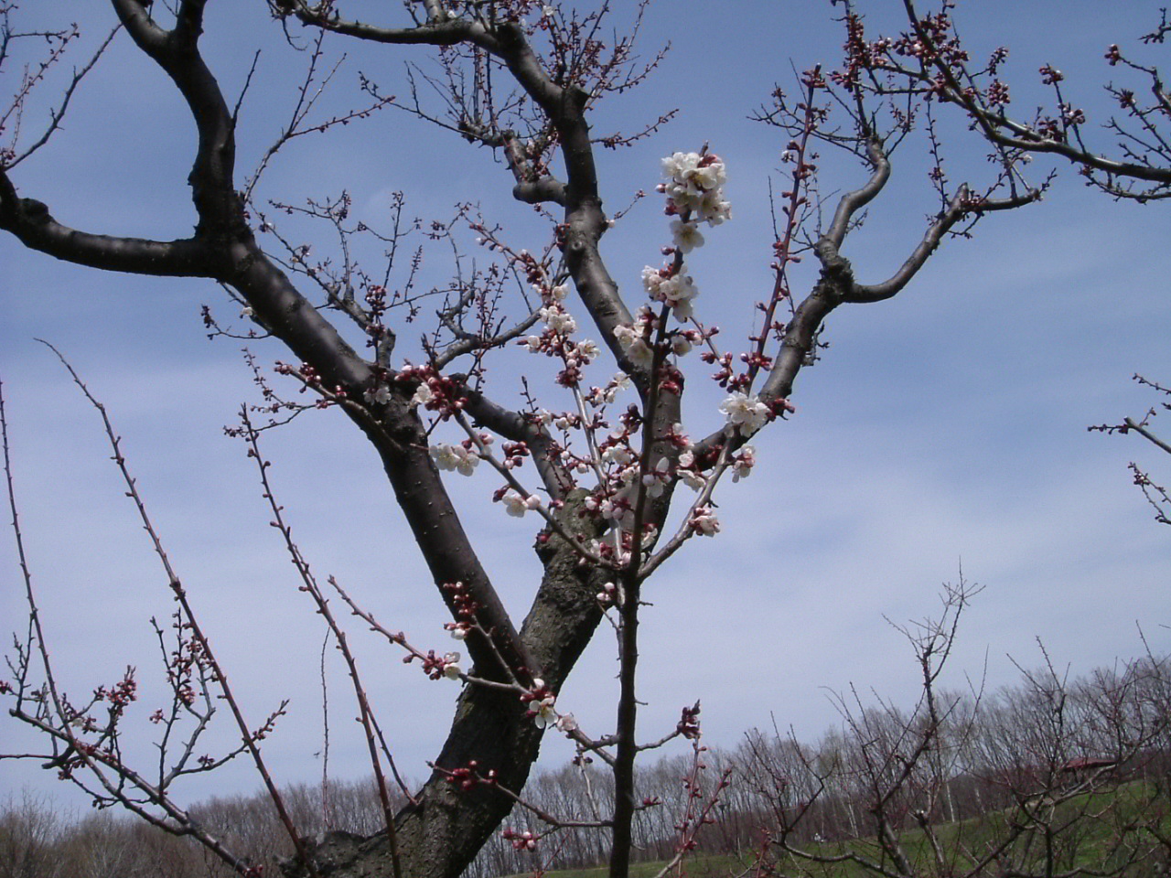 道央　花めぐり　０５_d0067615_1091230.jpg