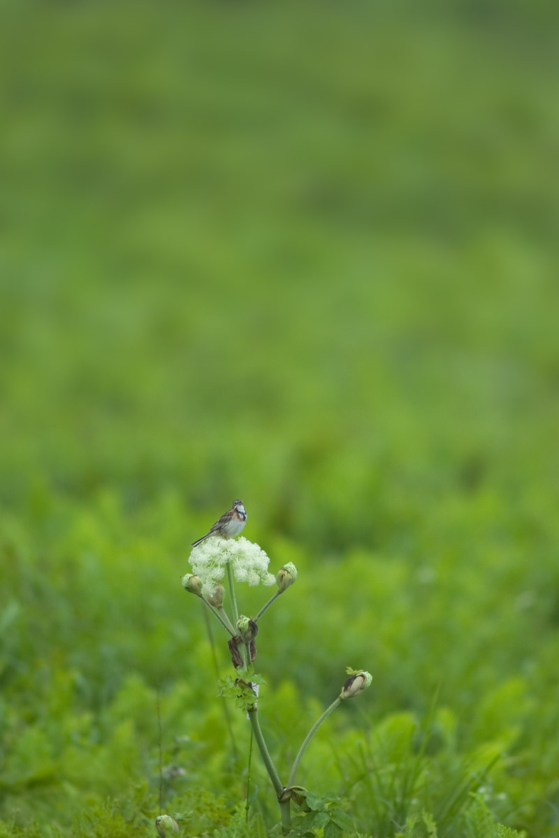 高原のトリ_c0065154_16253014.jpg