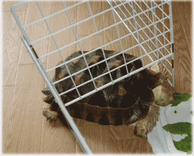 b0055276_161714.gif