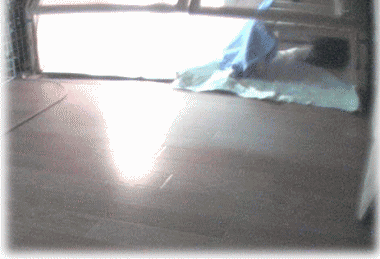 b0055276_1858345.gif