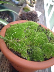 c0053898_12234421.jpg
