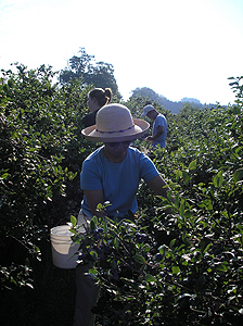 ブルーベリー狩り　Blueberry Picking_d0016347_7504166.jpg