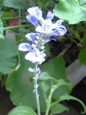 c0047589_16345790.jpg