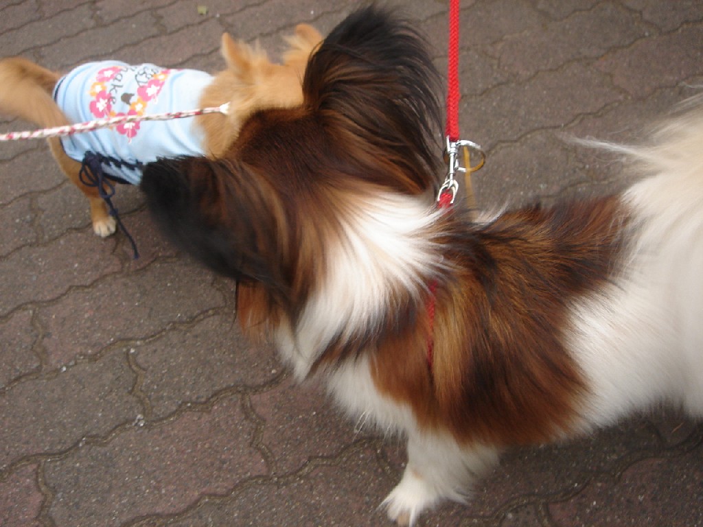 c0041207_93016.jpg