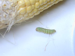 d0003116_17525069.jpg