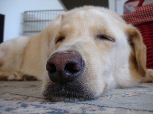 ネバーエンディングストーリー 犬屋御飯横丁