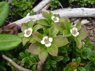 南アルプス仙丈ヶ岳・甲斐駒ケ岳で見かけた花です_d0032262_12555393.jpg